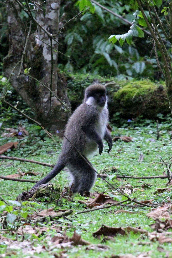 Bale Mountains vervet or Bale Monkey (Chlorocebus djamdjamensis)