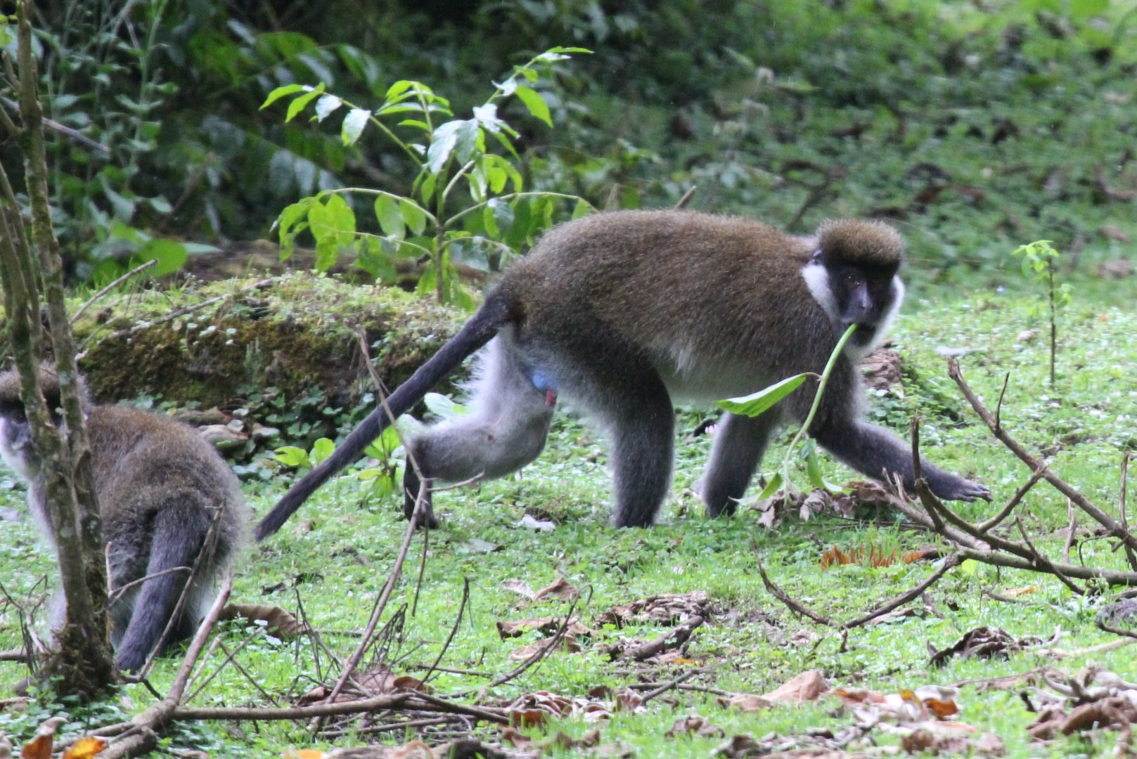 Bale Mountains vervet or Bale Monkey (Chlorocebus djamdjamensis)