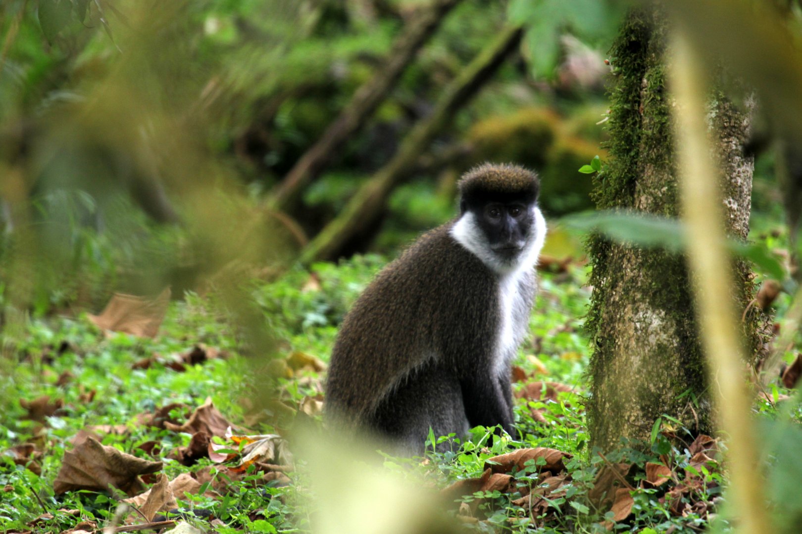 Bale Mountains vervet or Bale Monkey (Chlorocebus djamdjamensis)