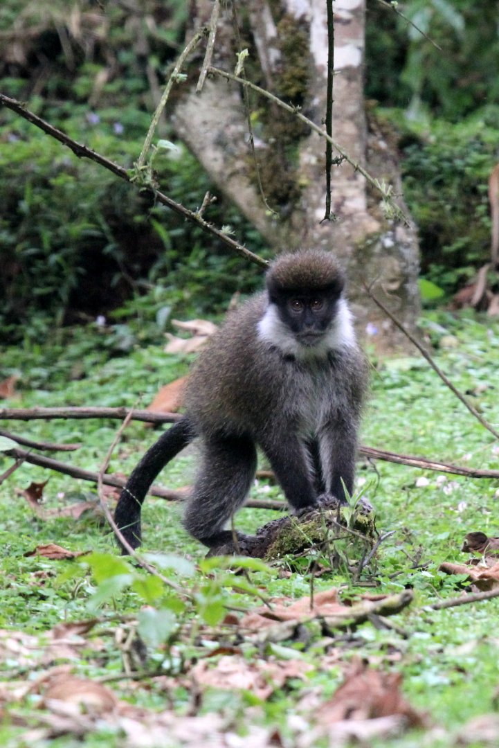 Bale Mountains vervet or Bale Monkey (Chlorocebus djamdjamensis)