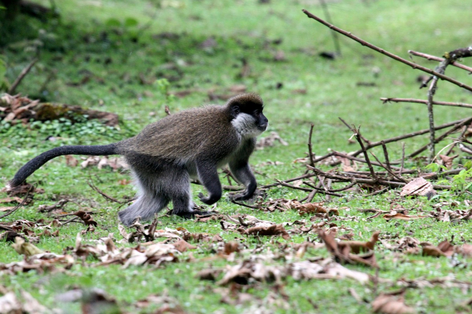Bale Mountains vervet or Bale Monkey (Chlorocebus djamdjamensis)