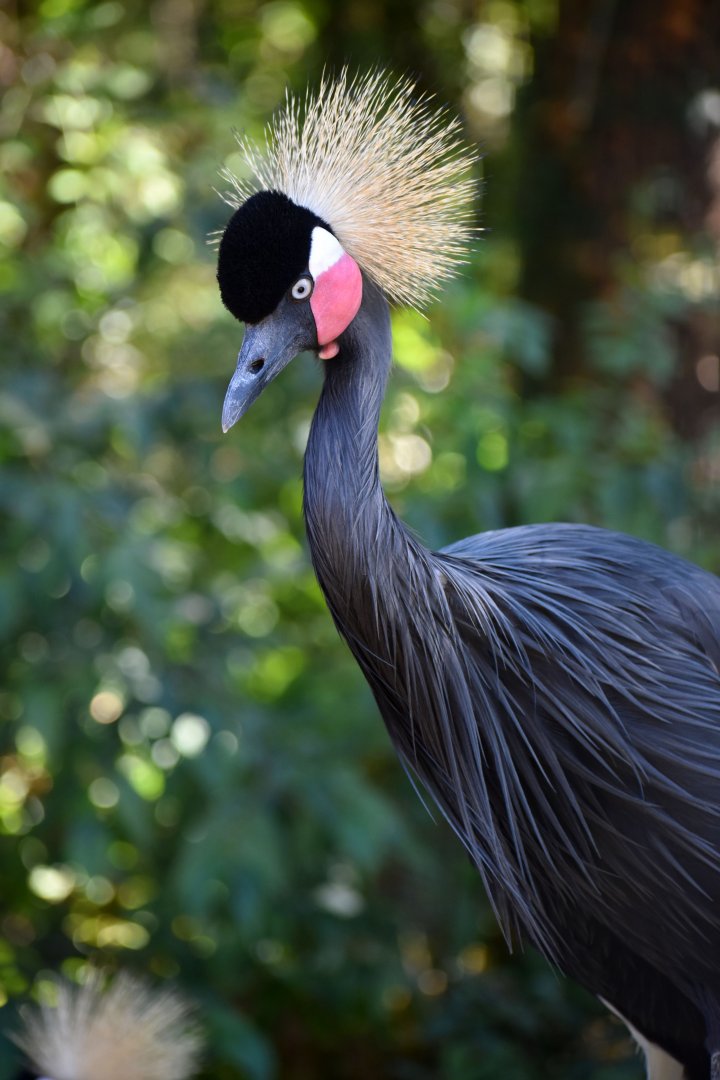 Balearica pavonina - Black Crowned Crane / Zoo d'Upie 2024