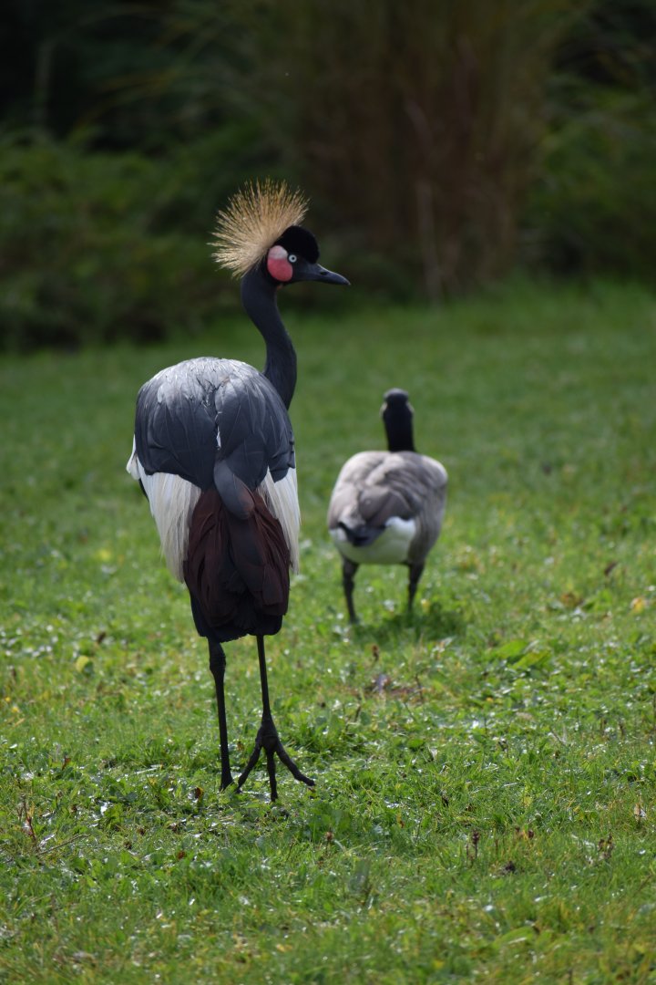 Balearica pavonina - Black Crowned Crane