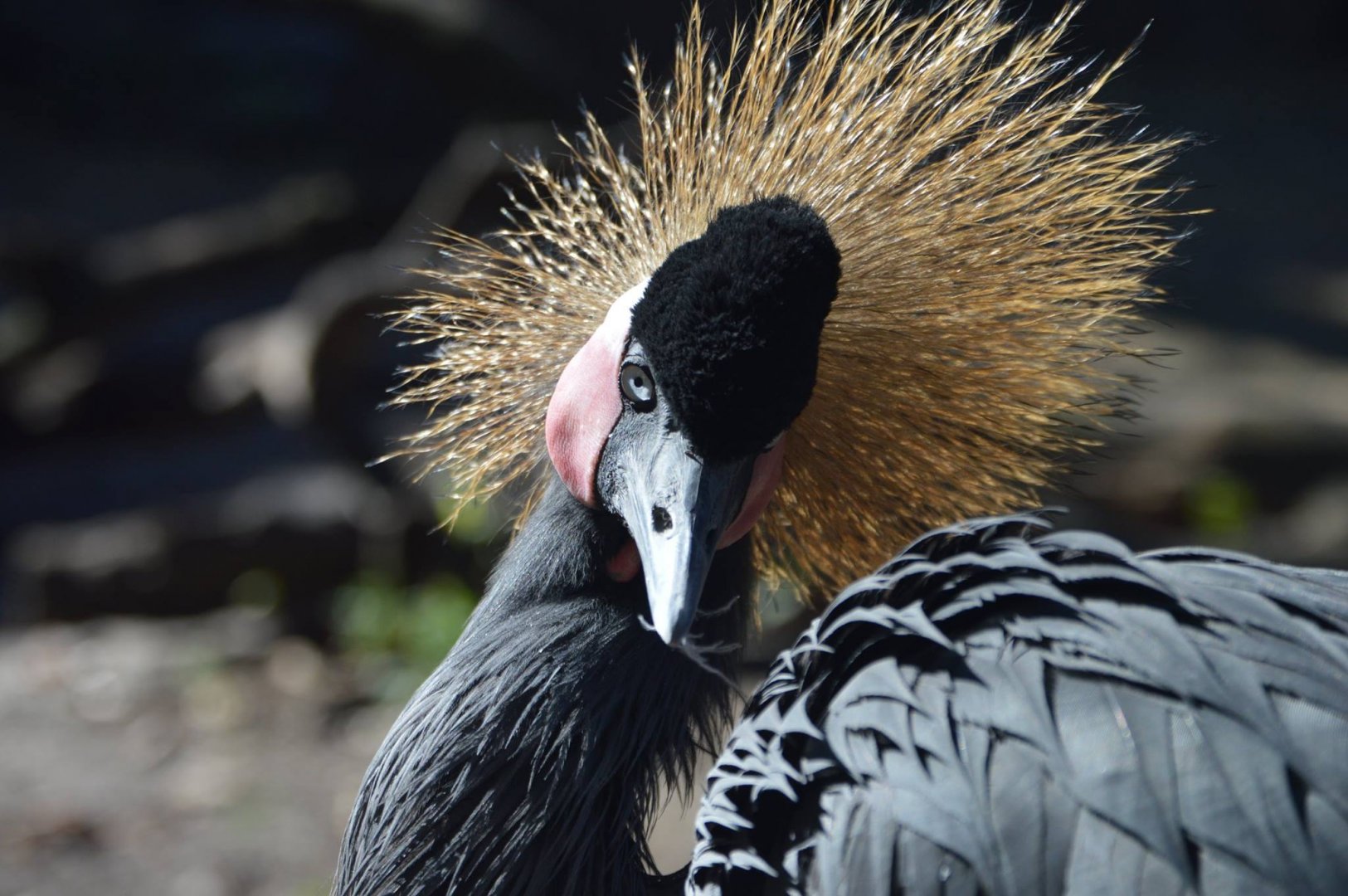 Balearica pavonina pavonina