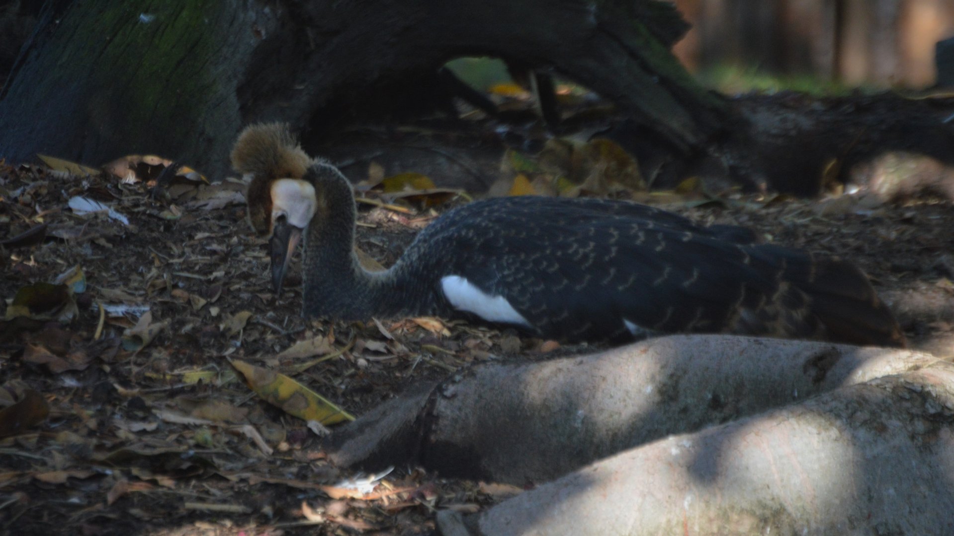 Balearica regulorum gibbericeps chick