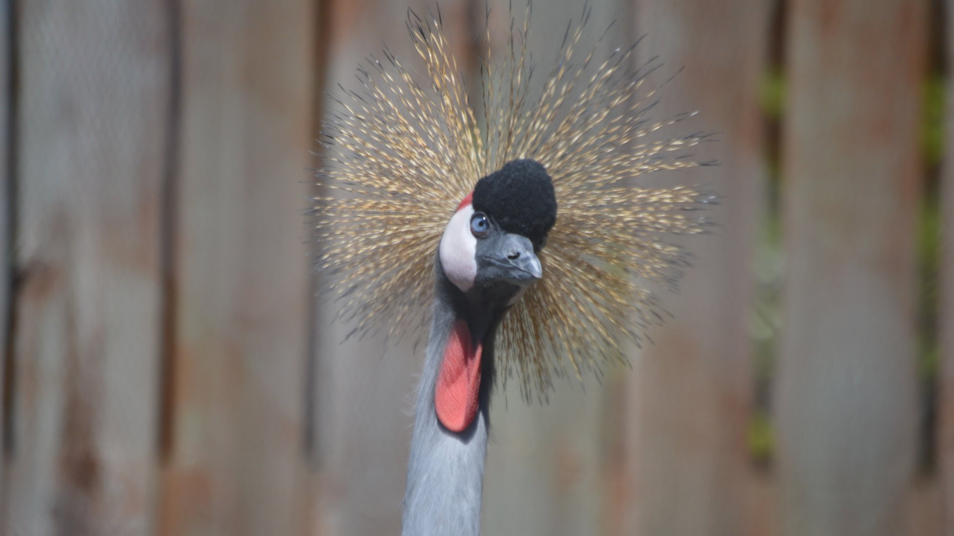 Balearica regulorum gibbericeps