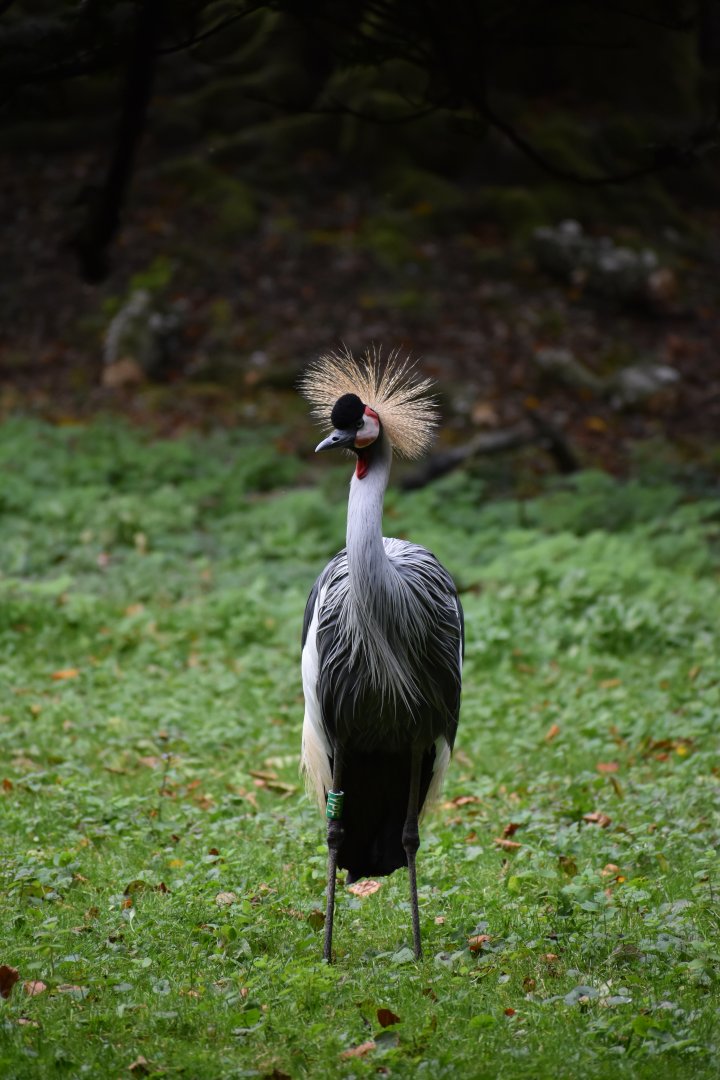 Balearica regulorum - Grey Crowned Crane