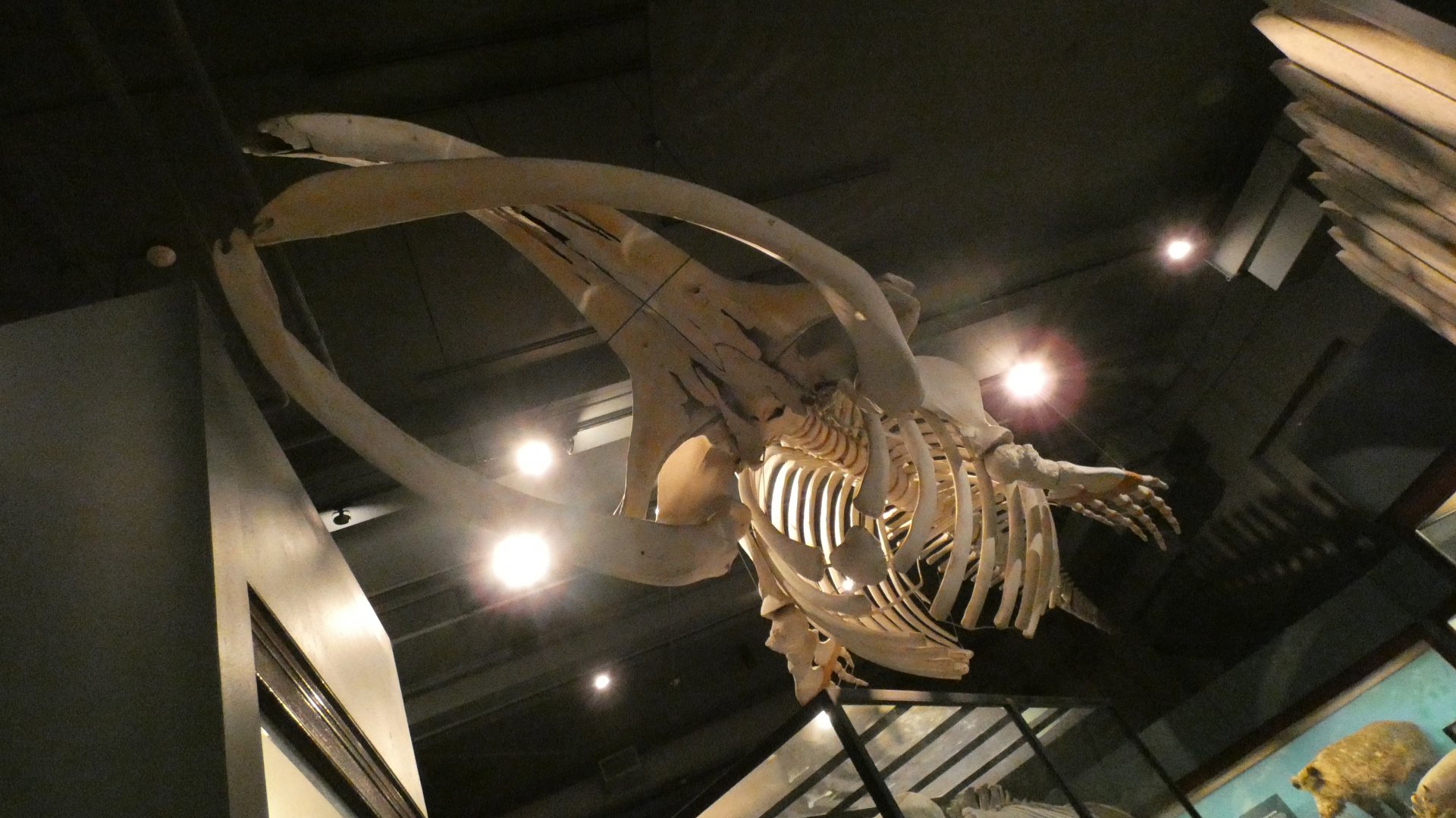Baleen Whale Skeleton, Animal Groups - Feb. 2022