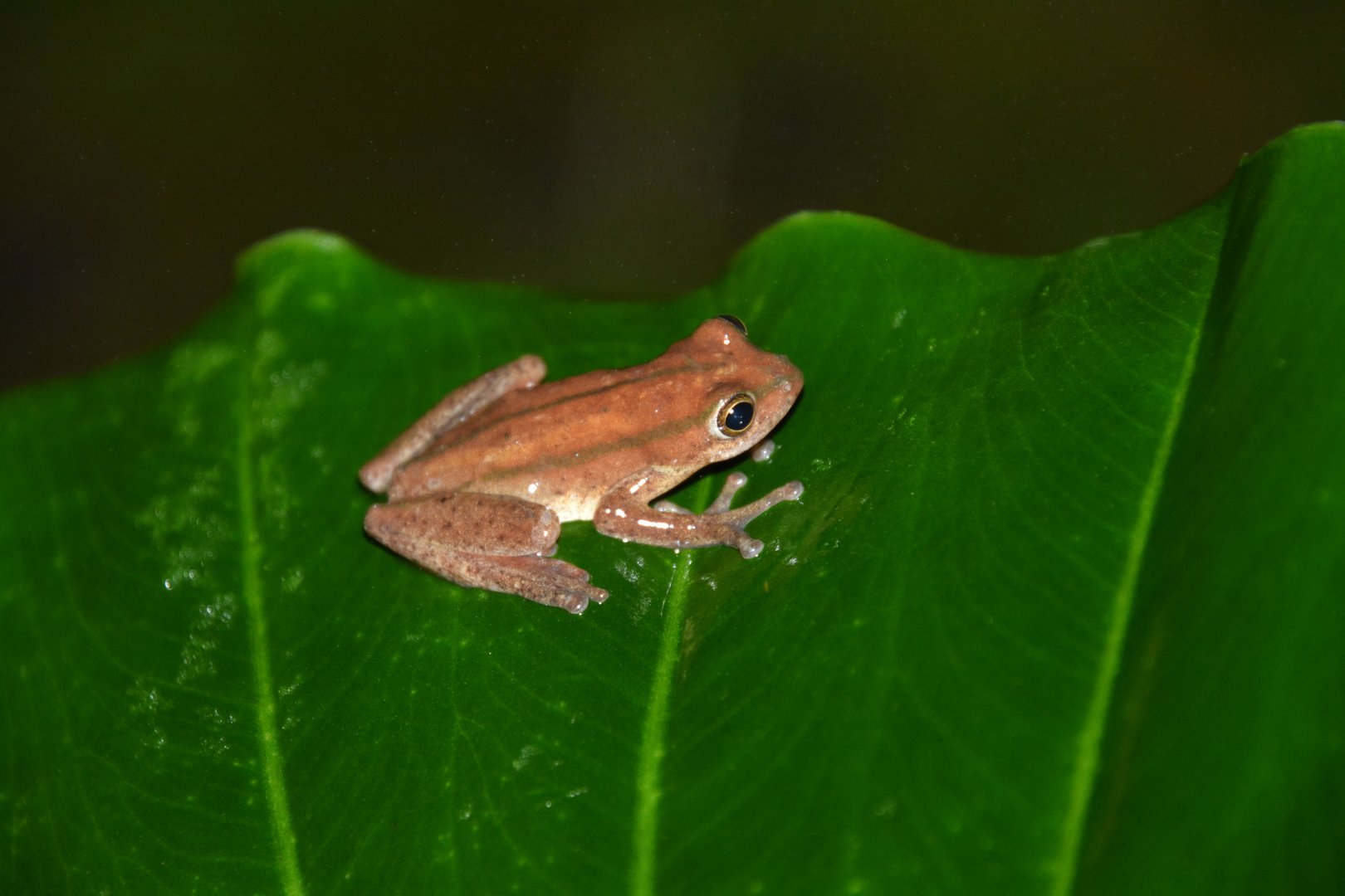 Balfour's reed frog (Hyperolius balfouri)