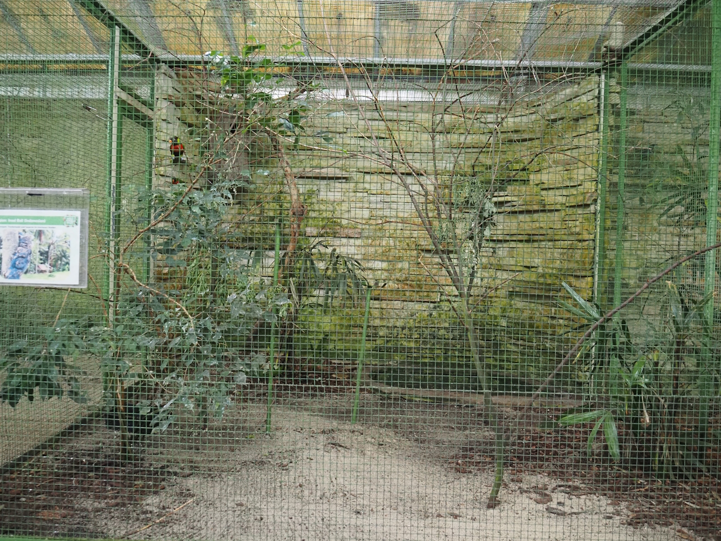 Bali aviary - Mitchell's lorikeet and Bali myna, 2024-05-22