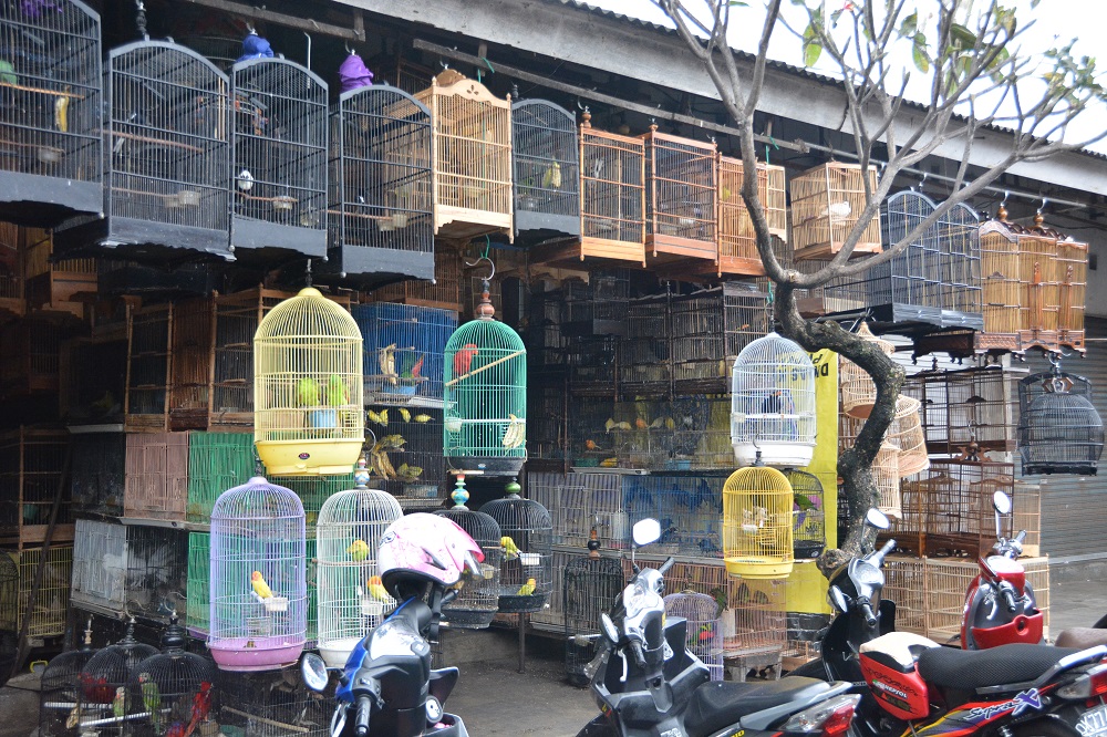 Bali bird market 2