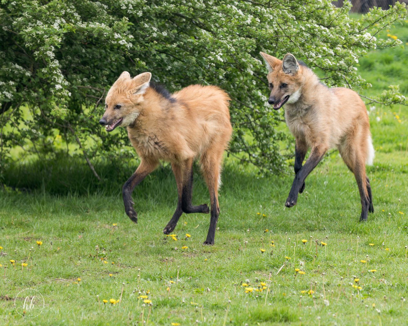Bali & Boone - Maned Wolves / Hamerton / 24-4-25