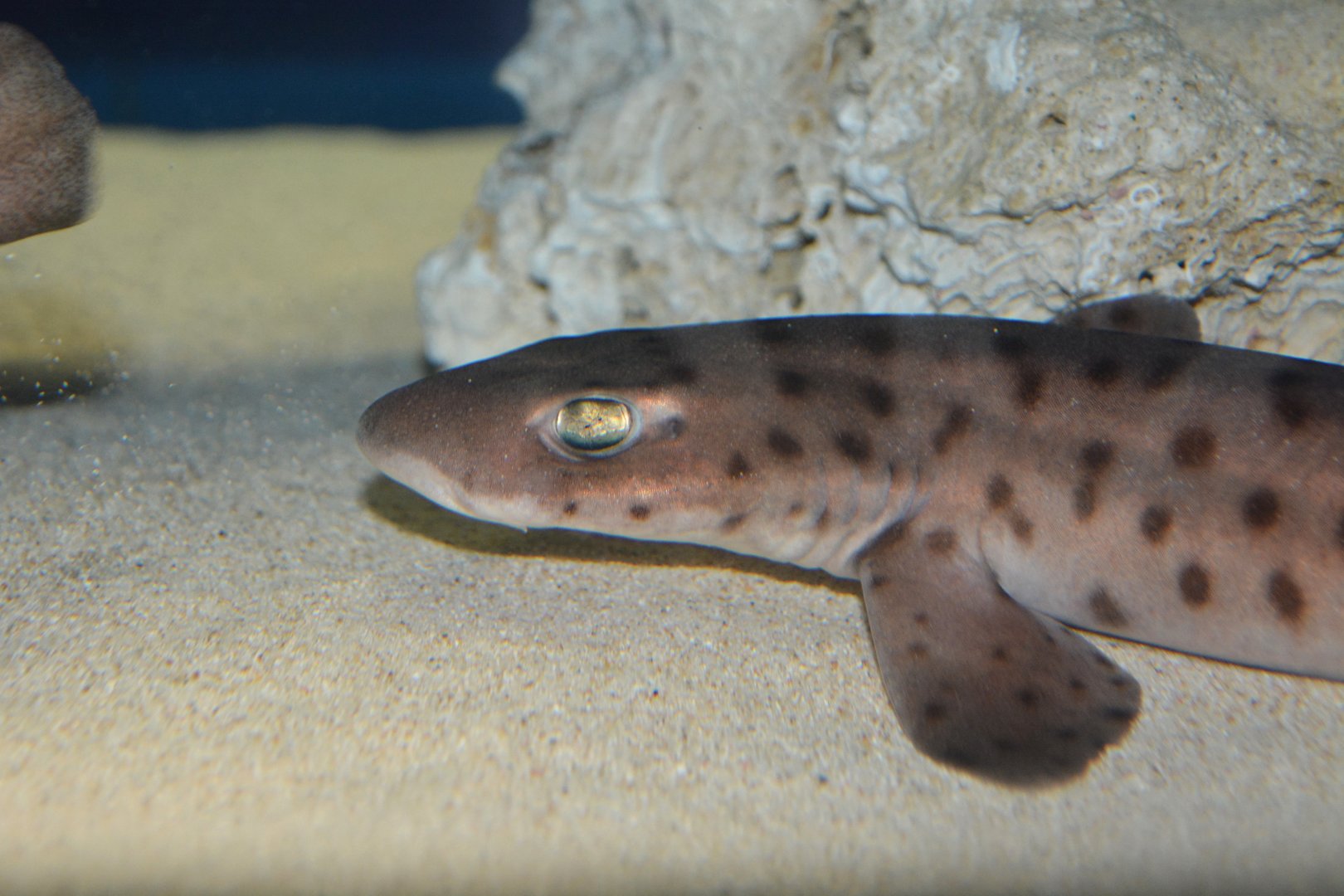 Bali catshark (Atelomycterus baliensis)