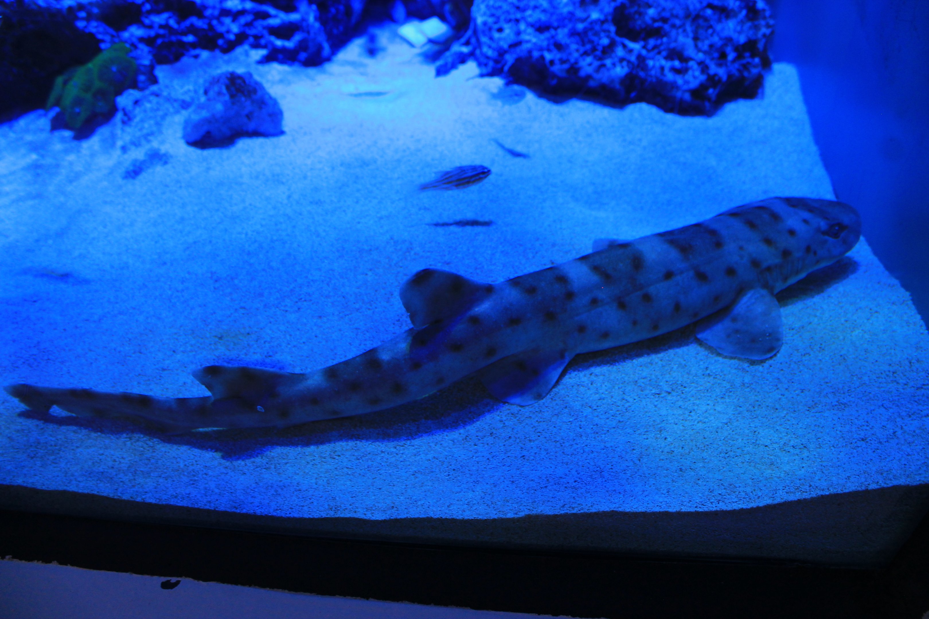 Bali Catshark (Atelomycterus baliensis)