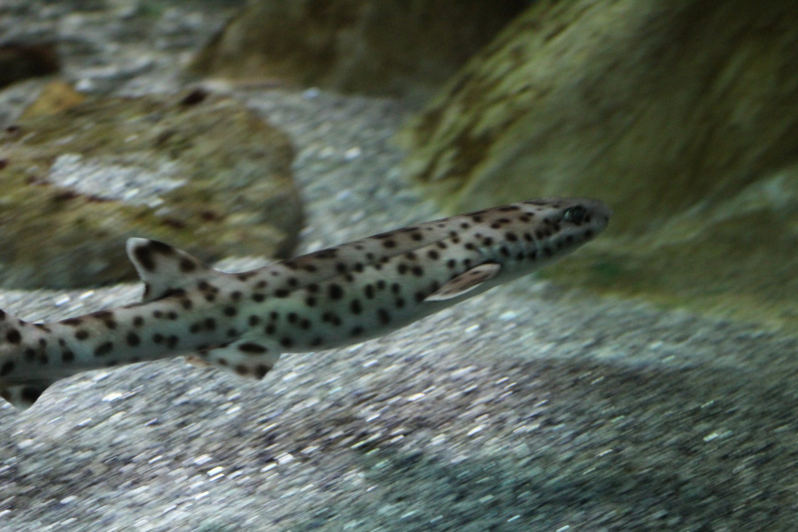 Bali Catshark