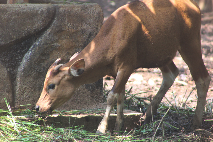 Bali cattle (Bos javanicus domesticus) - Semarang Zoo