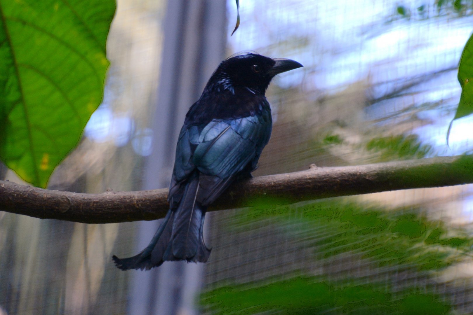 Bali hair-crested drongo (Dicrurus hottentottus jentincki)