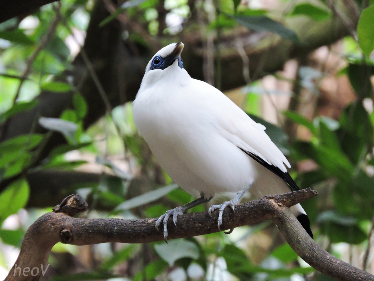 Bali myna [2015]