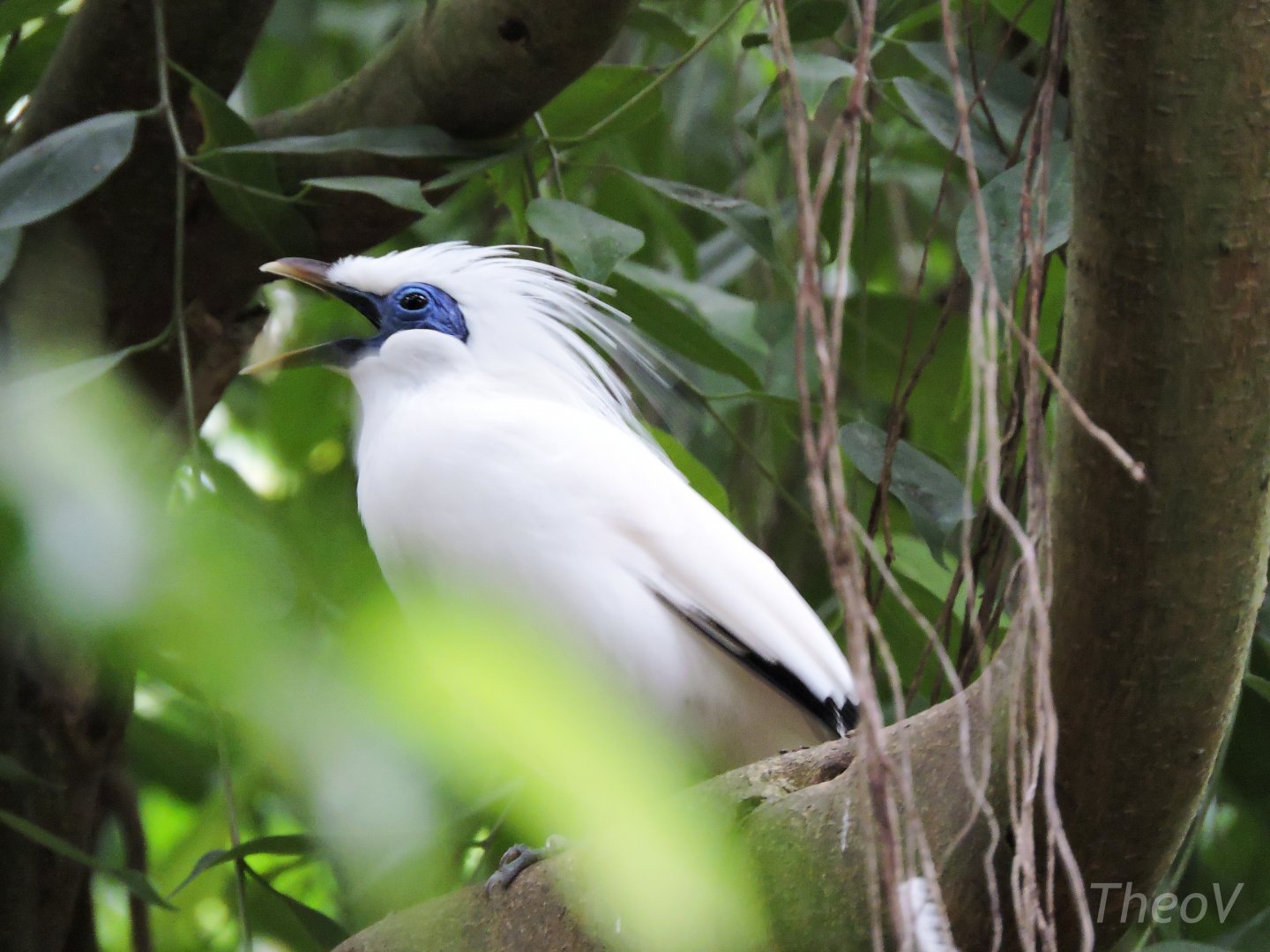 Bali myna [2015]