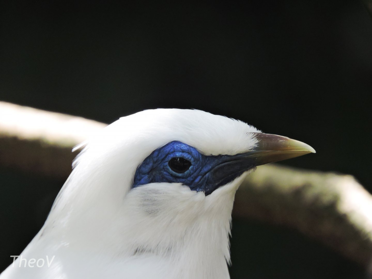 Bali myna [2016]