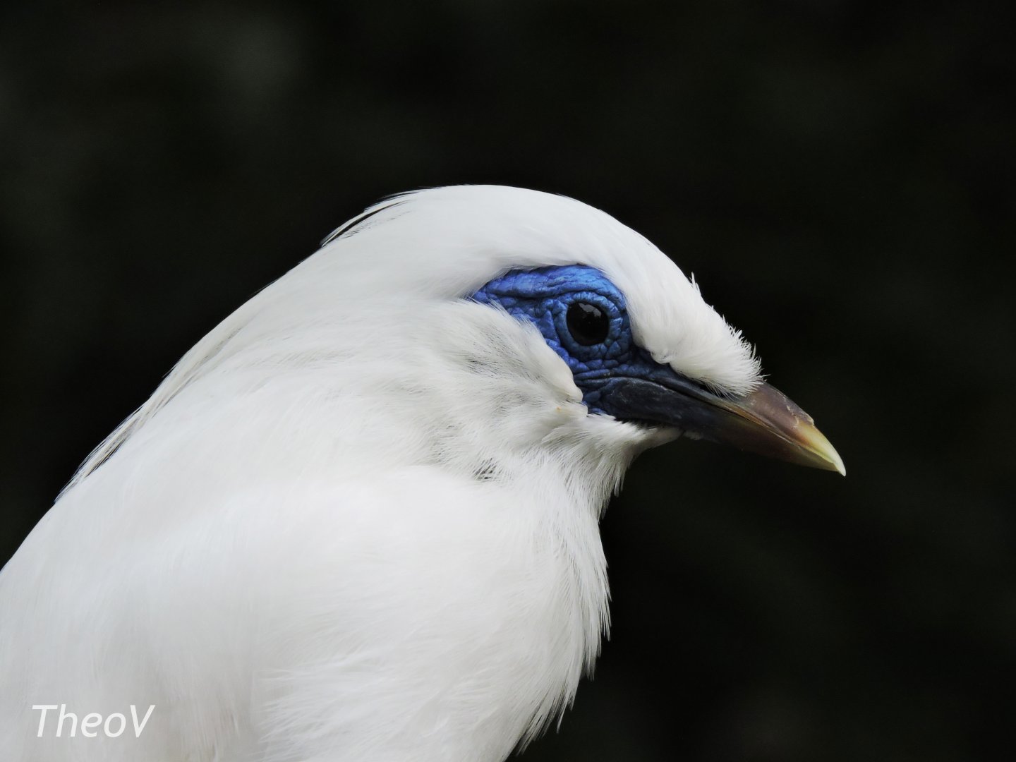 Bali myna [2016]