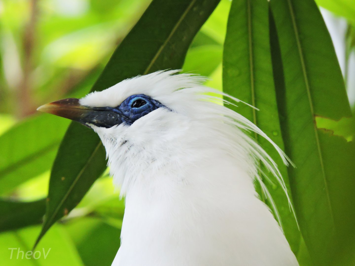 Bali myna [2016]