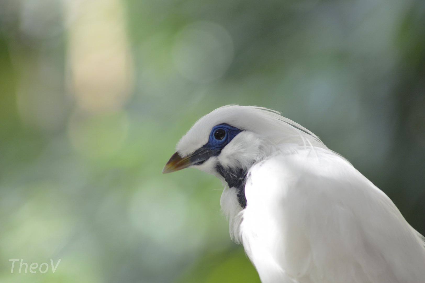 Bali myna [2018]