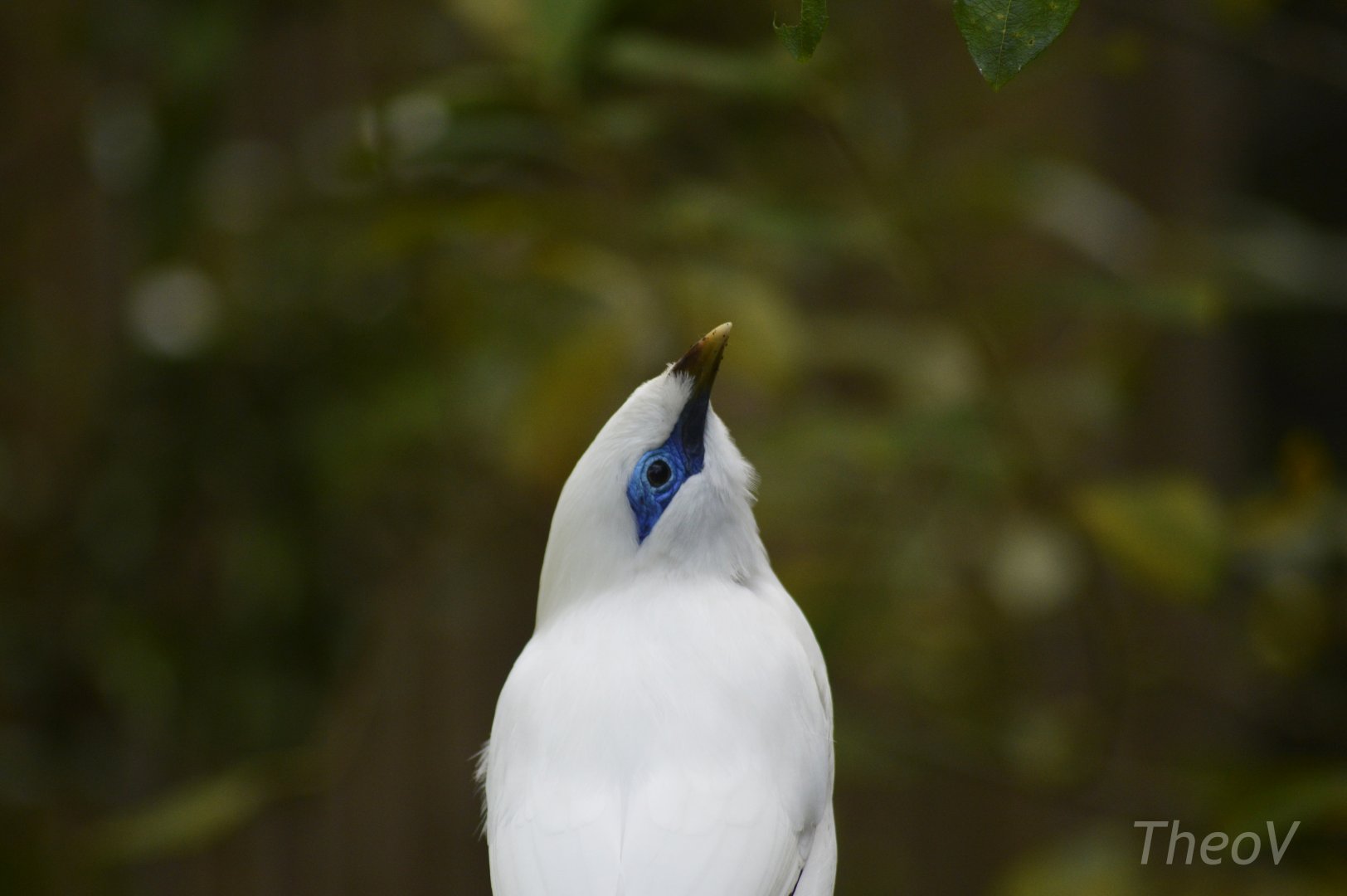 Bali myna [2019]