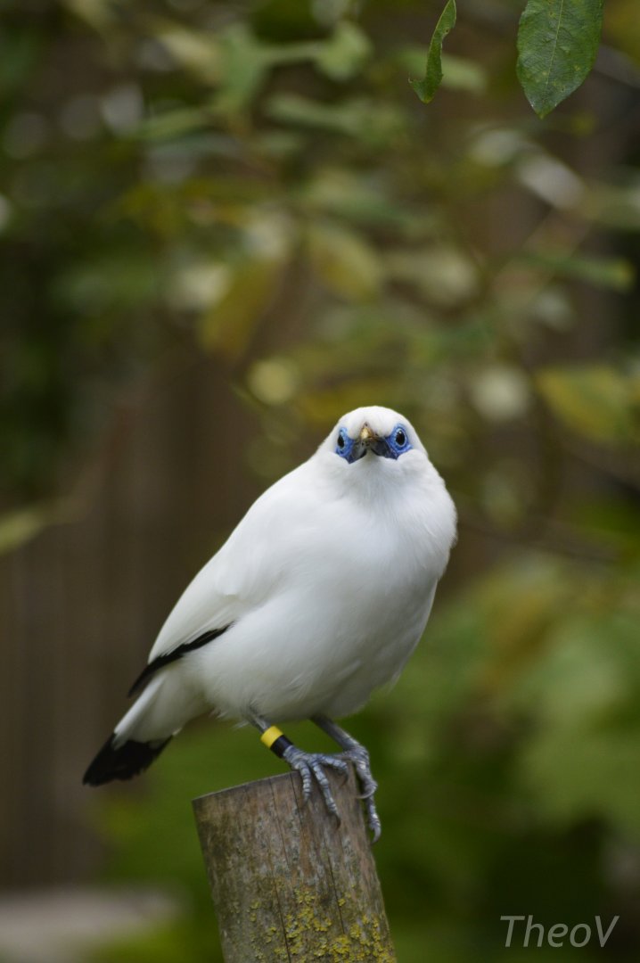 Bali myna [2019]