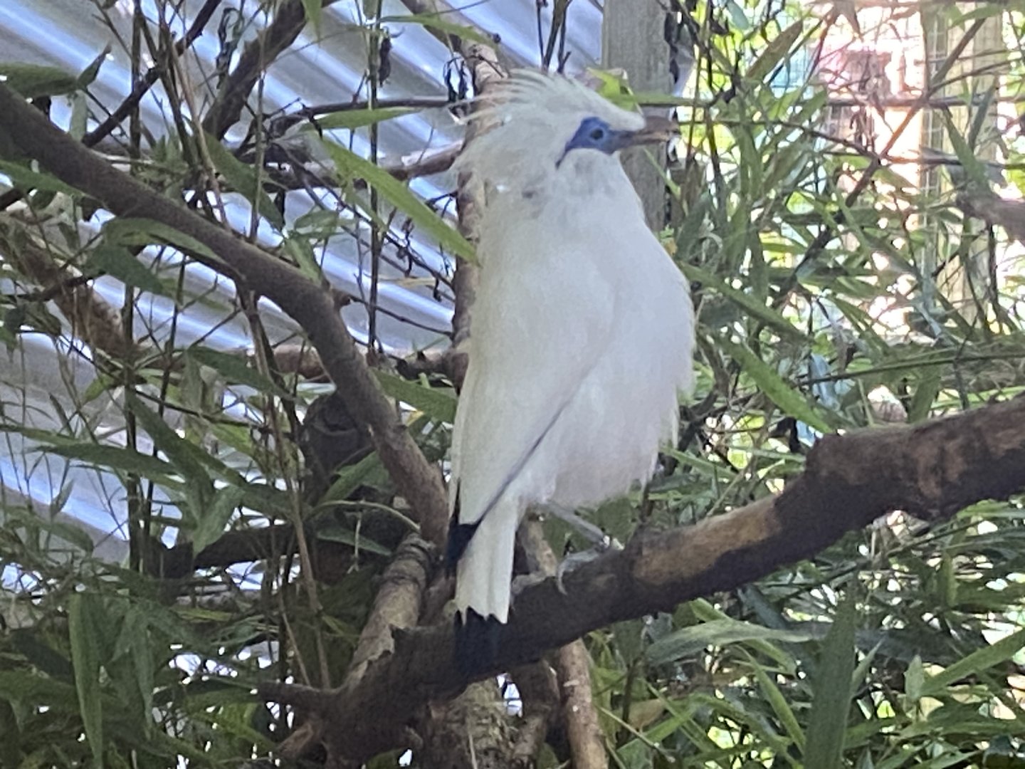 Bali myna 290723