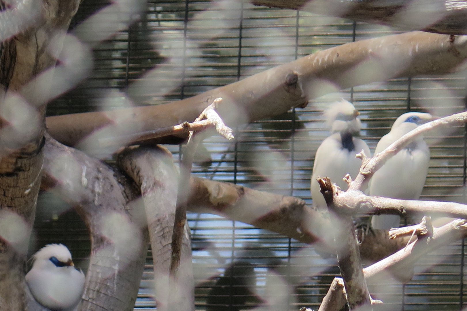 Bali Myna (8/23/2024)