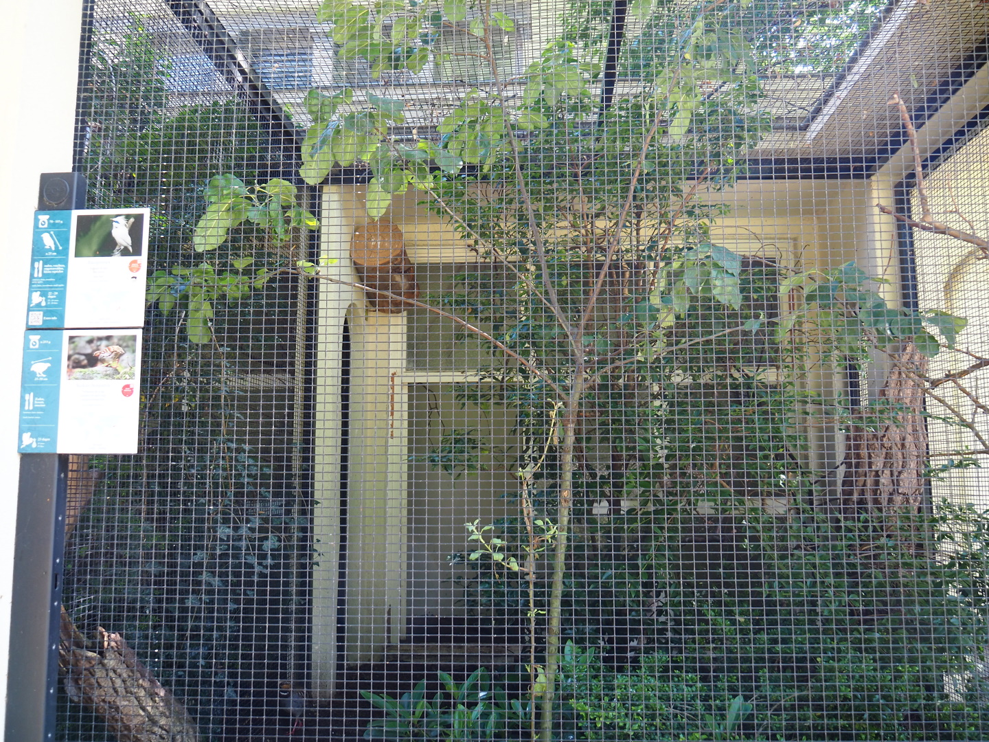 Bali myna and Collared hill partridge aviary, 2021-07-17