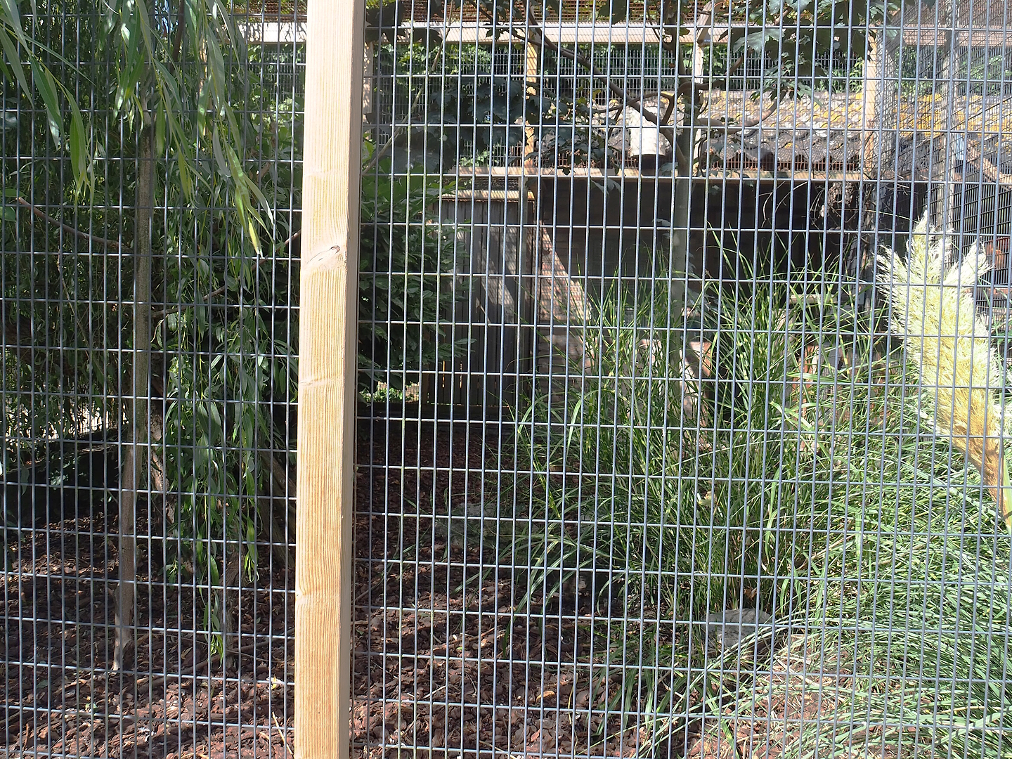 Bali myna and Malayan crestless fireback pheasant aviary, 2022-08-28