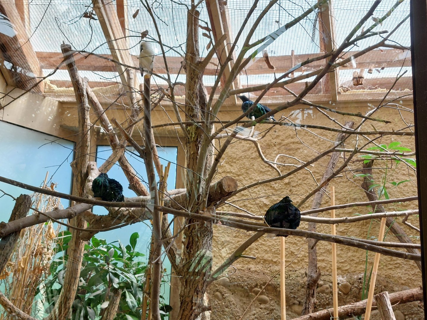 Bali myna and nicobar pigeons in fromer Trompeter hornbill aviary