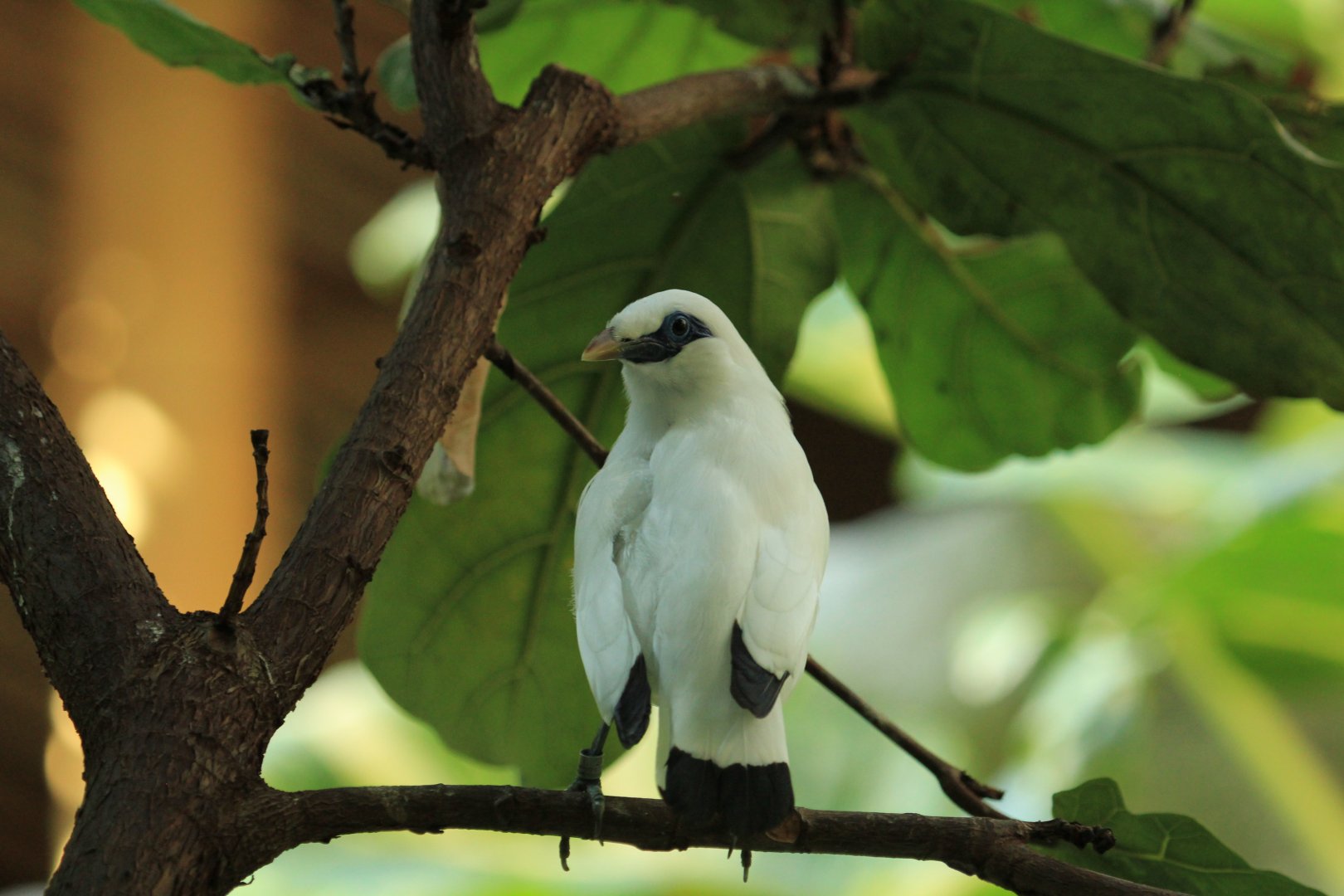 Bali myna (April 2018)