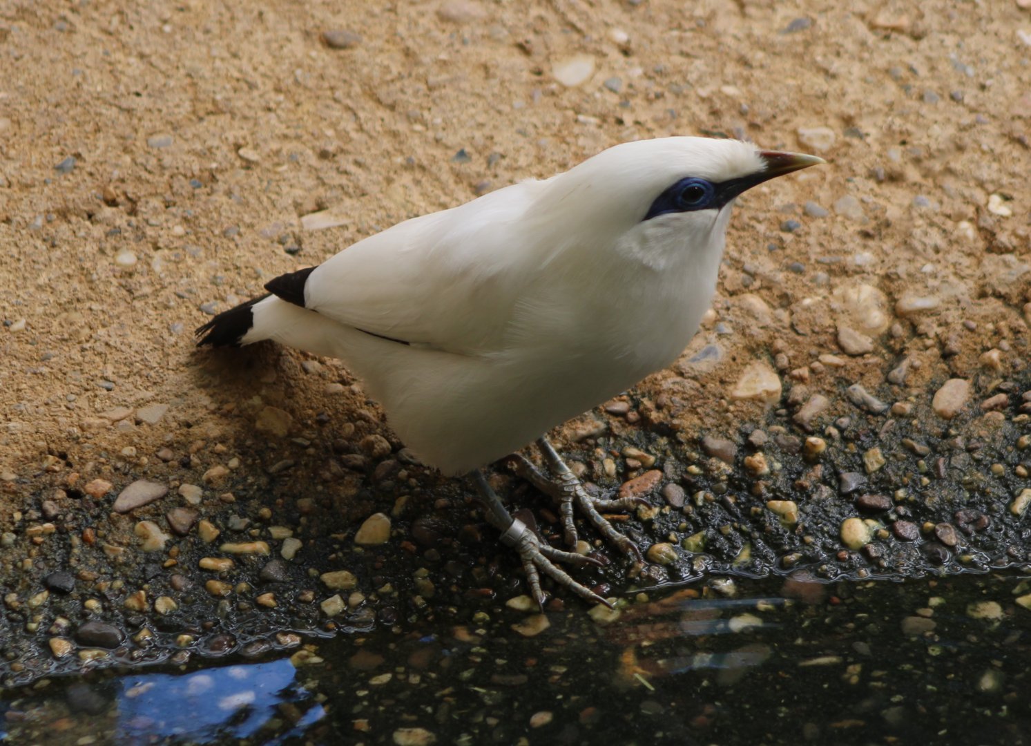 Bali myna at the pool