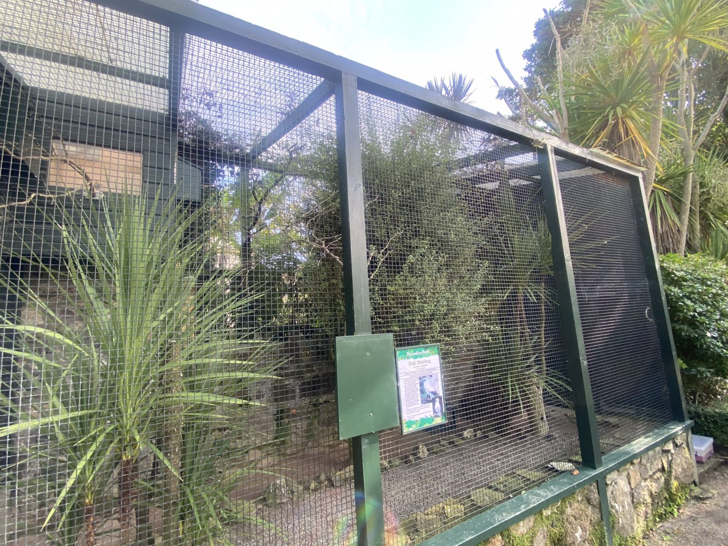 Bali myna aviary 081023