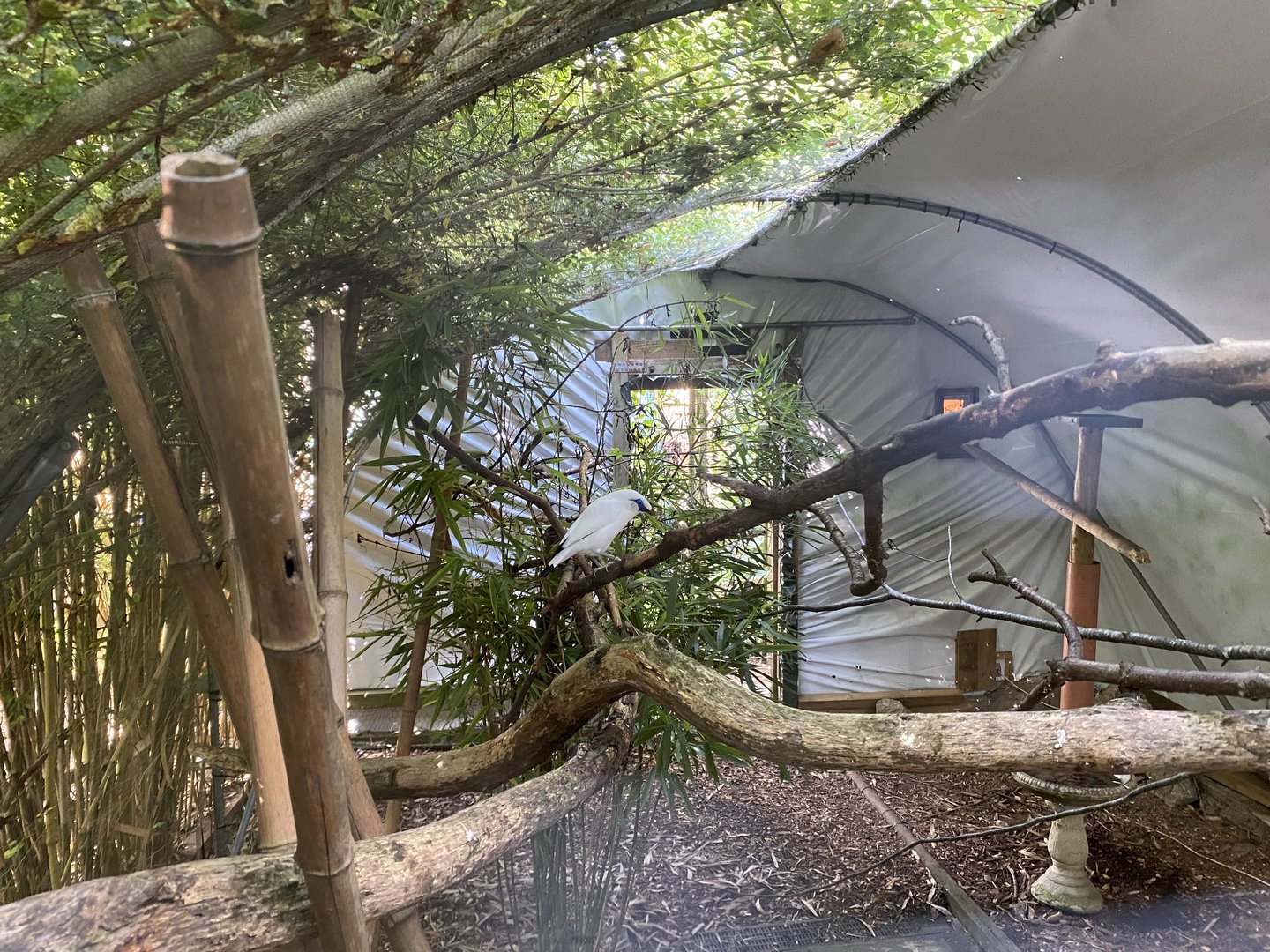Bali myna aviary 290723