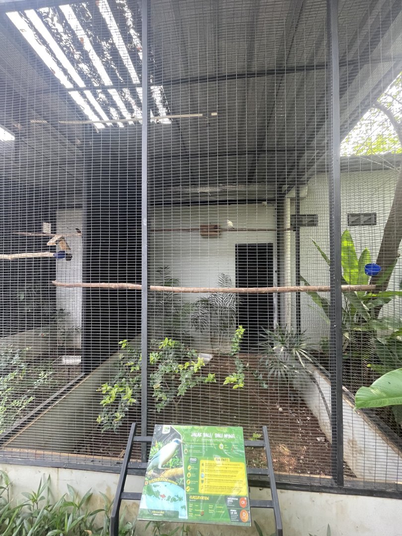 bali myna aviary - aviary park