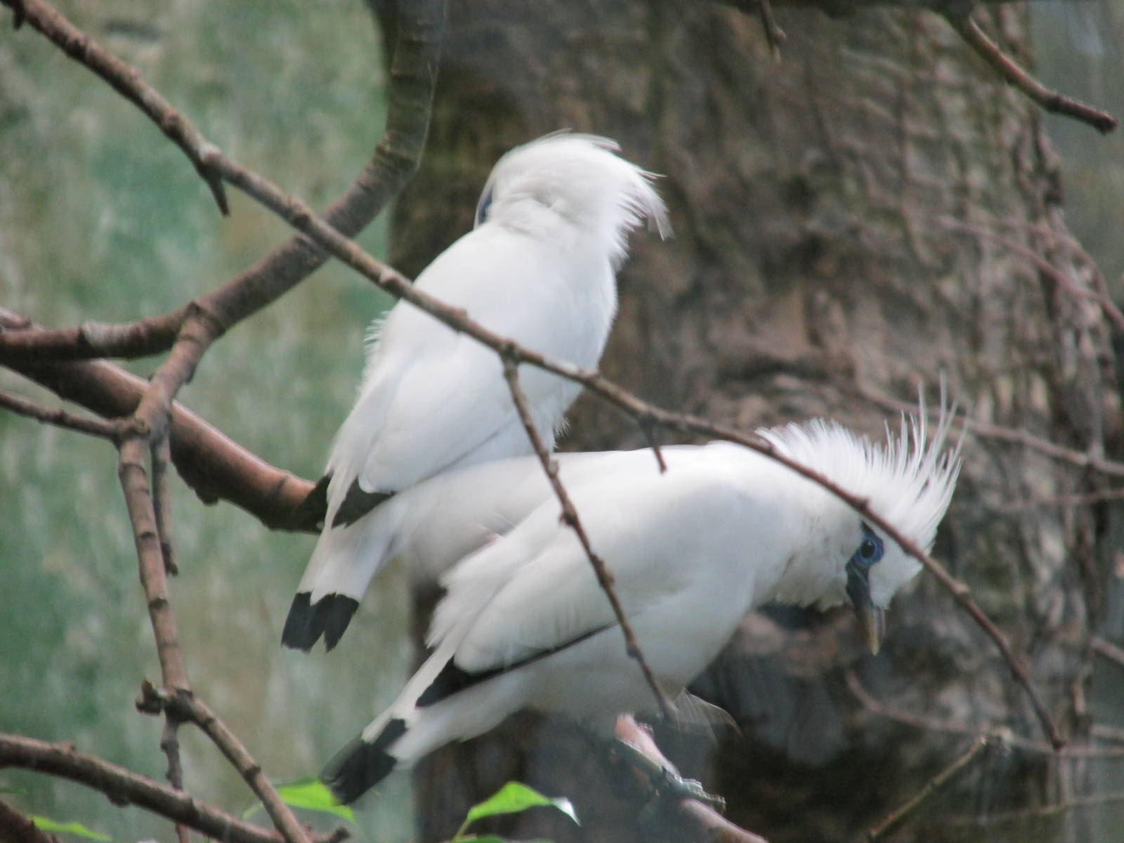bali myna barcelona zoo