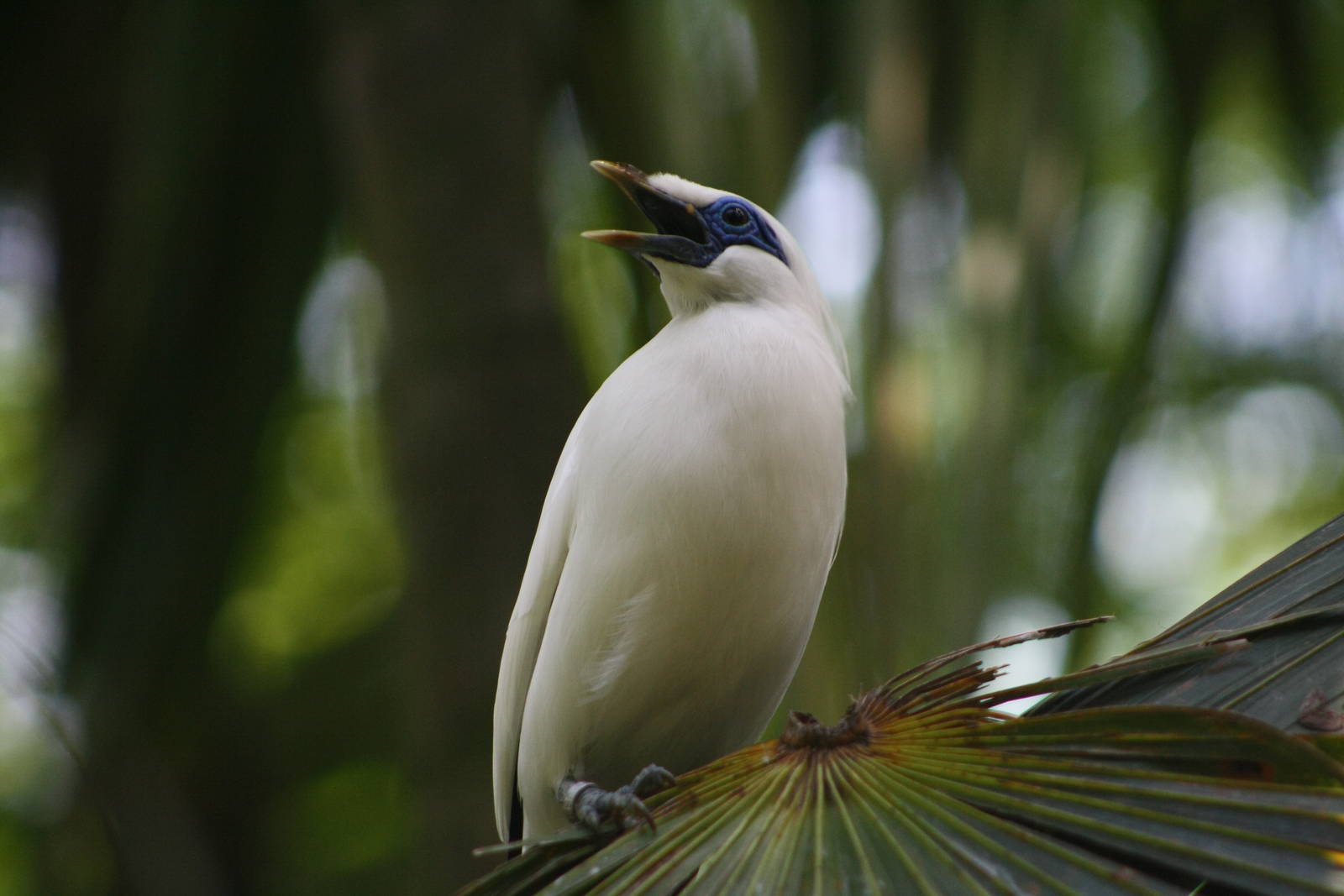 Bali Myna - Bird Park 2015