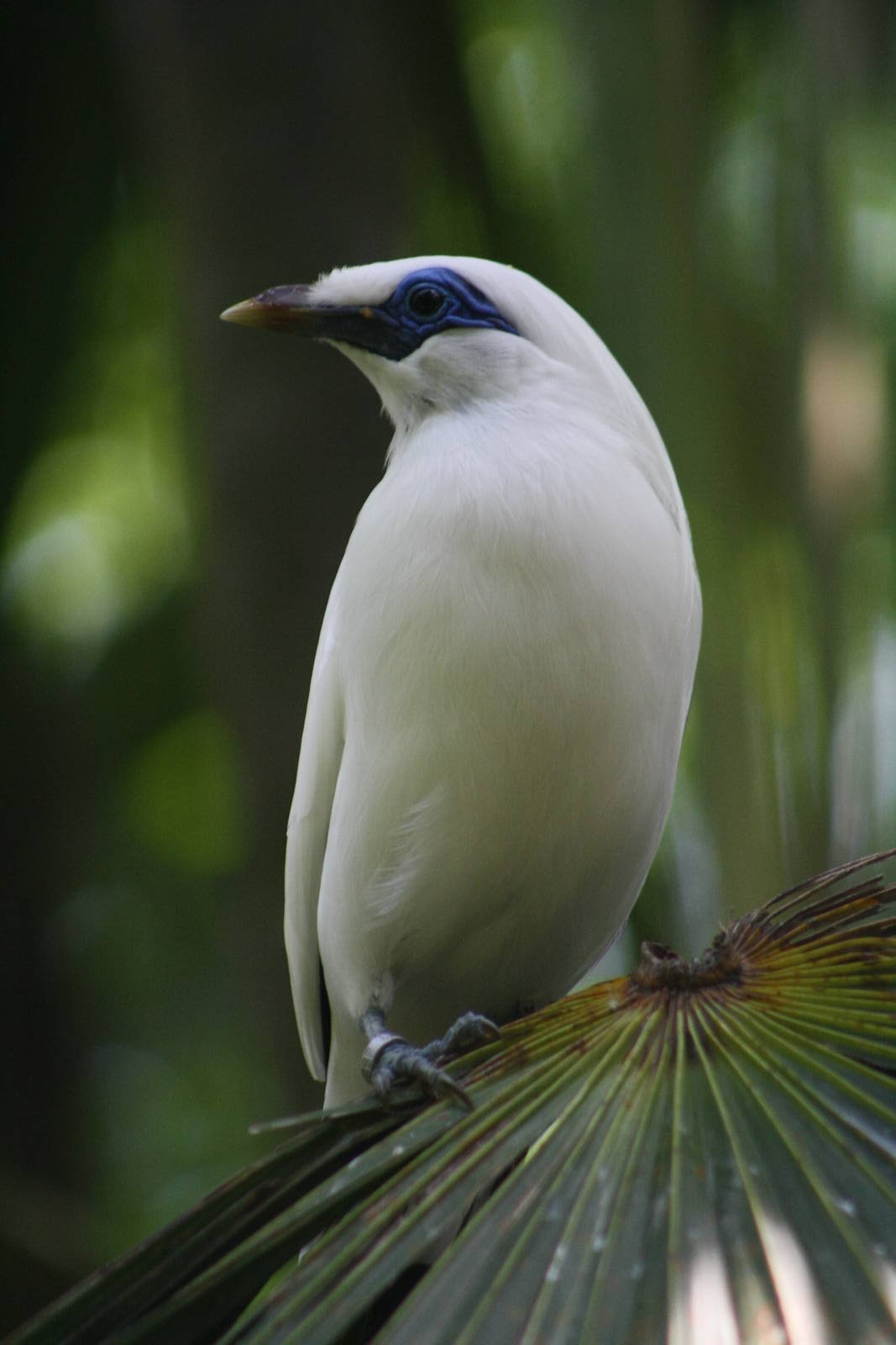 Bali Myna - Bird Park 2015