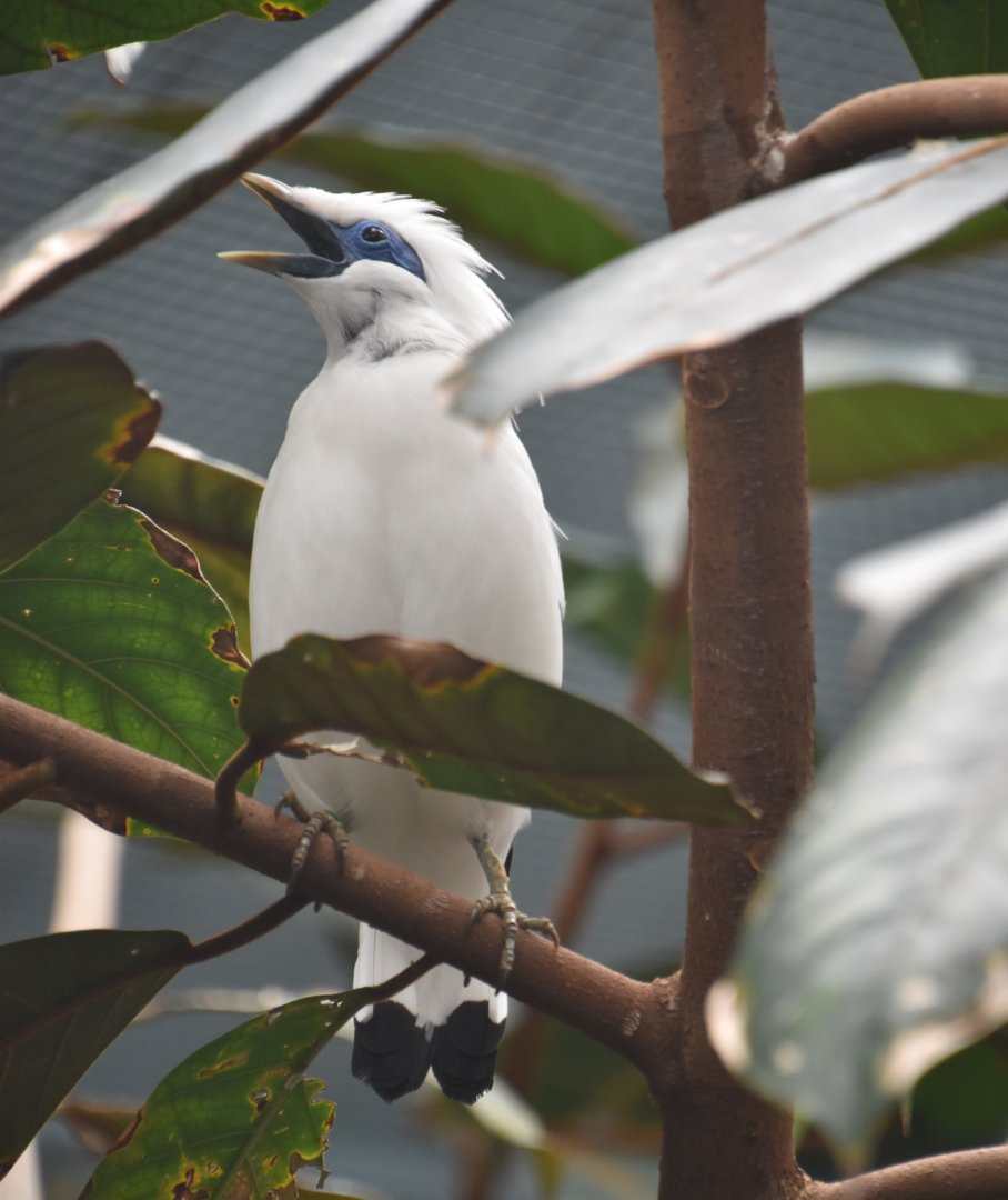 Bali myna calling