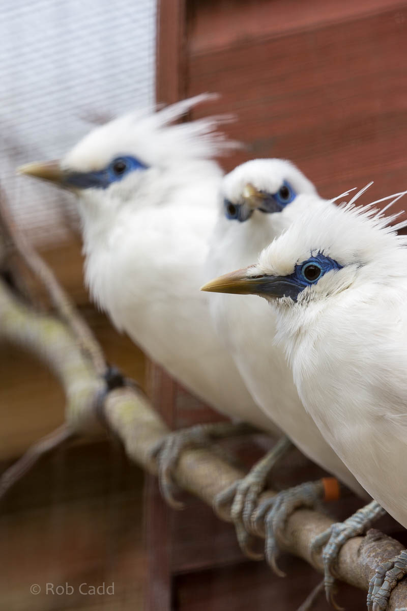 Bali myna : Cotswold WP : 12 Apr 2015