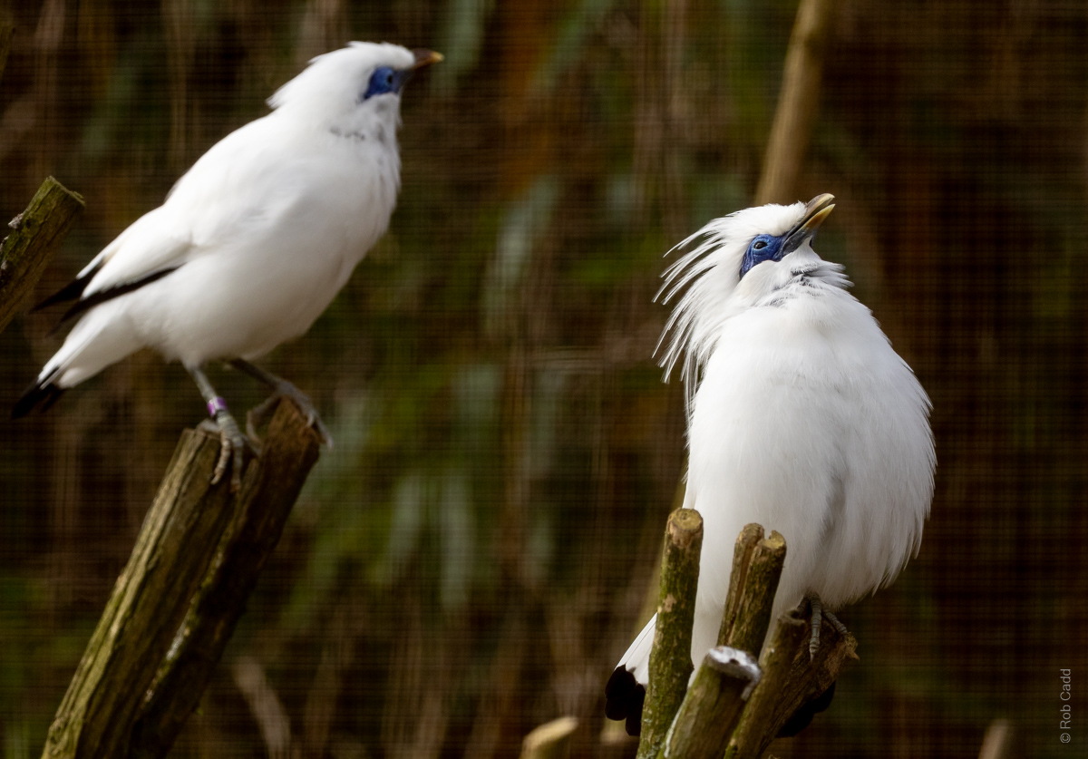 Bali myna : Cotswold WP : 14 Mar 2025