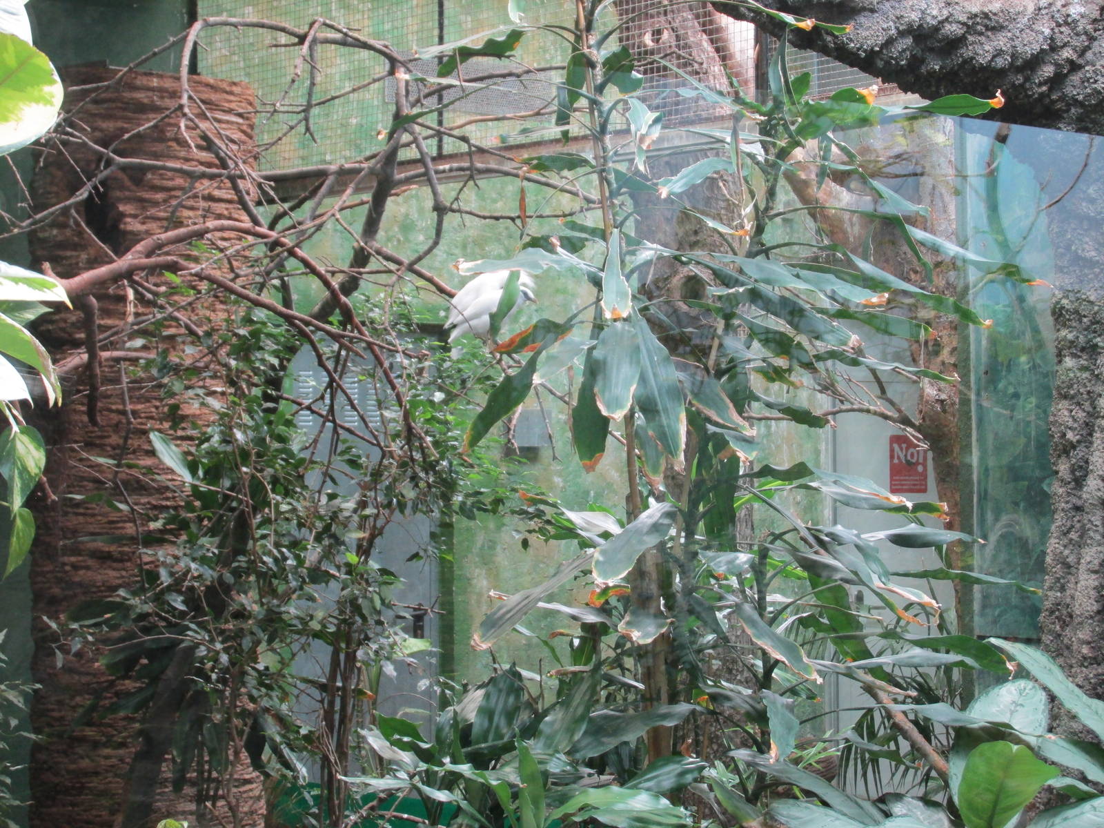 bali myna exhibit barcelona zoo