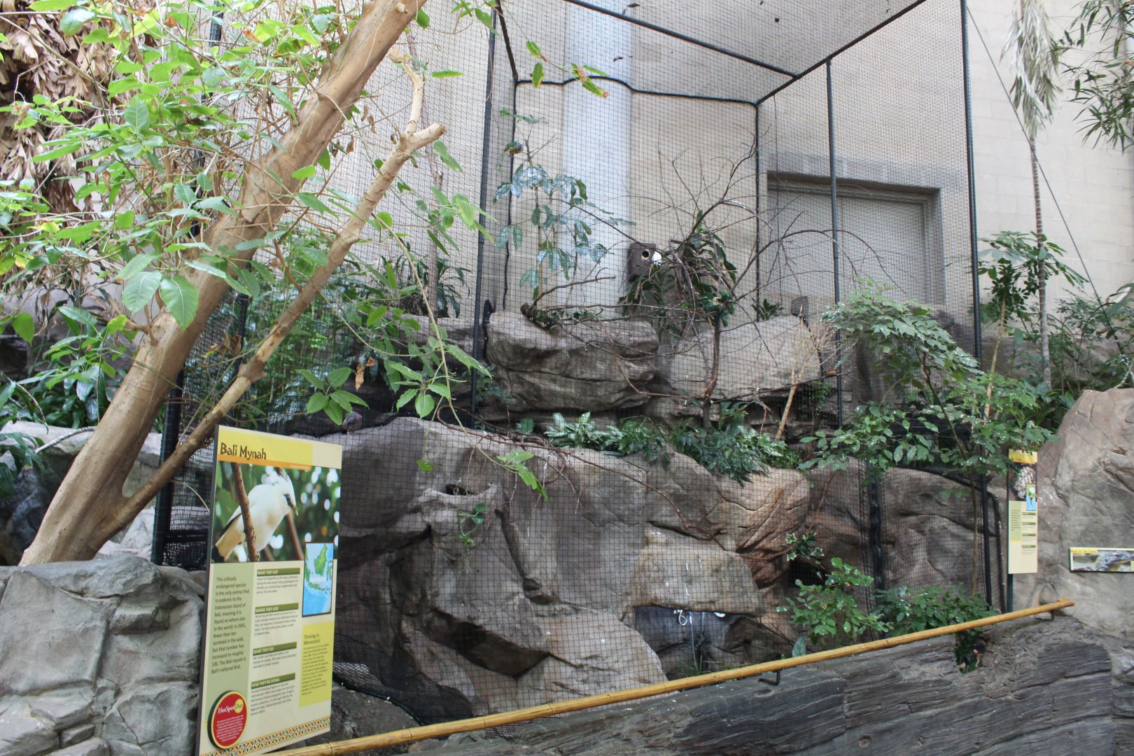Bali Myna Exhibit - Tropics Trail