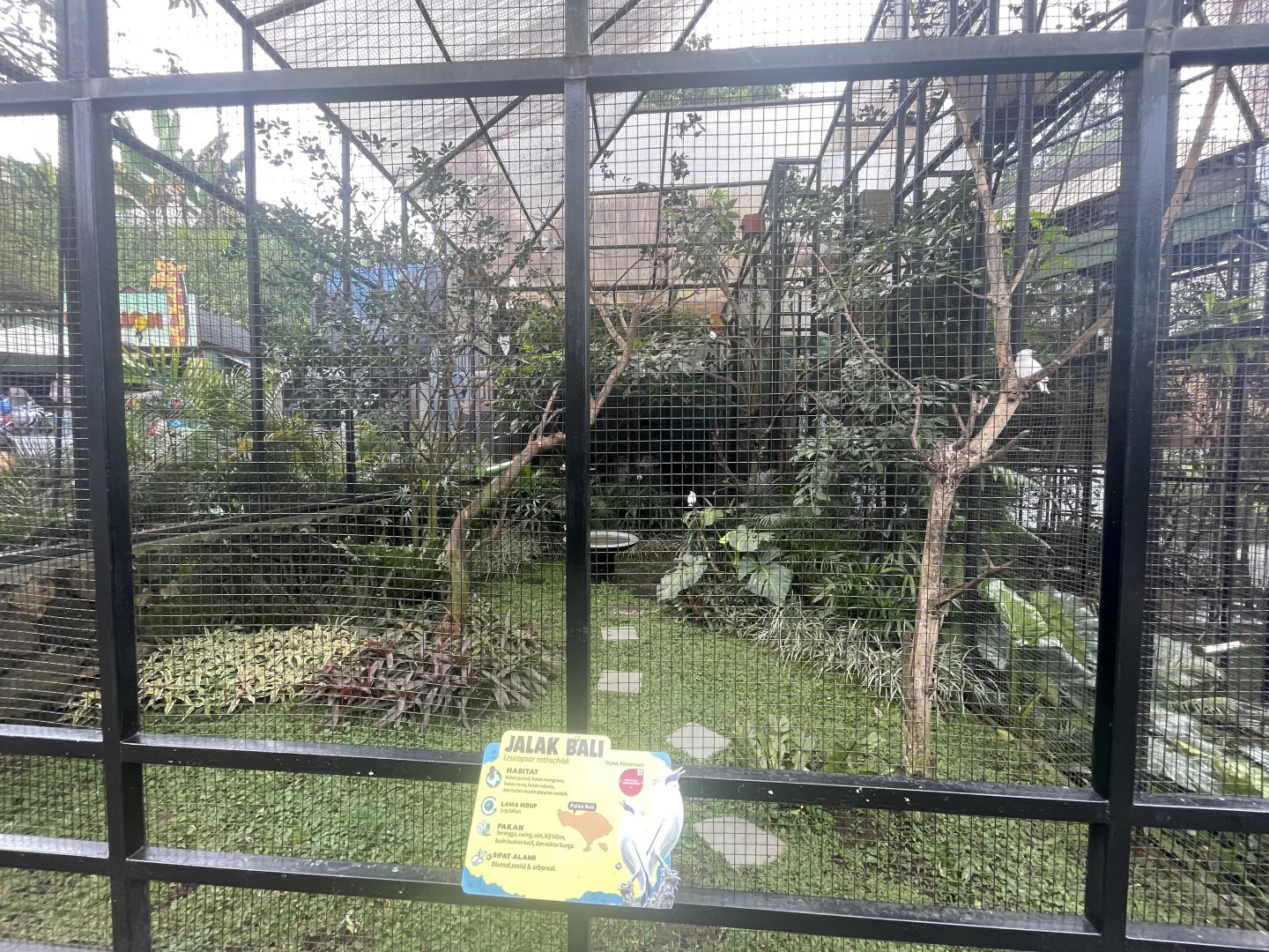 bali myna exhibit