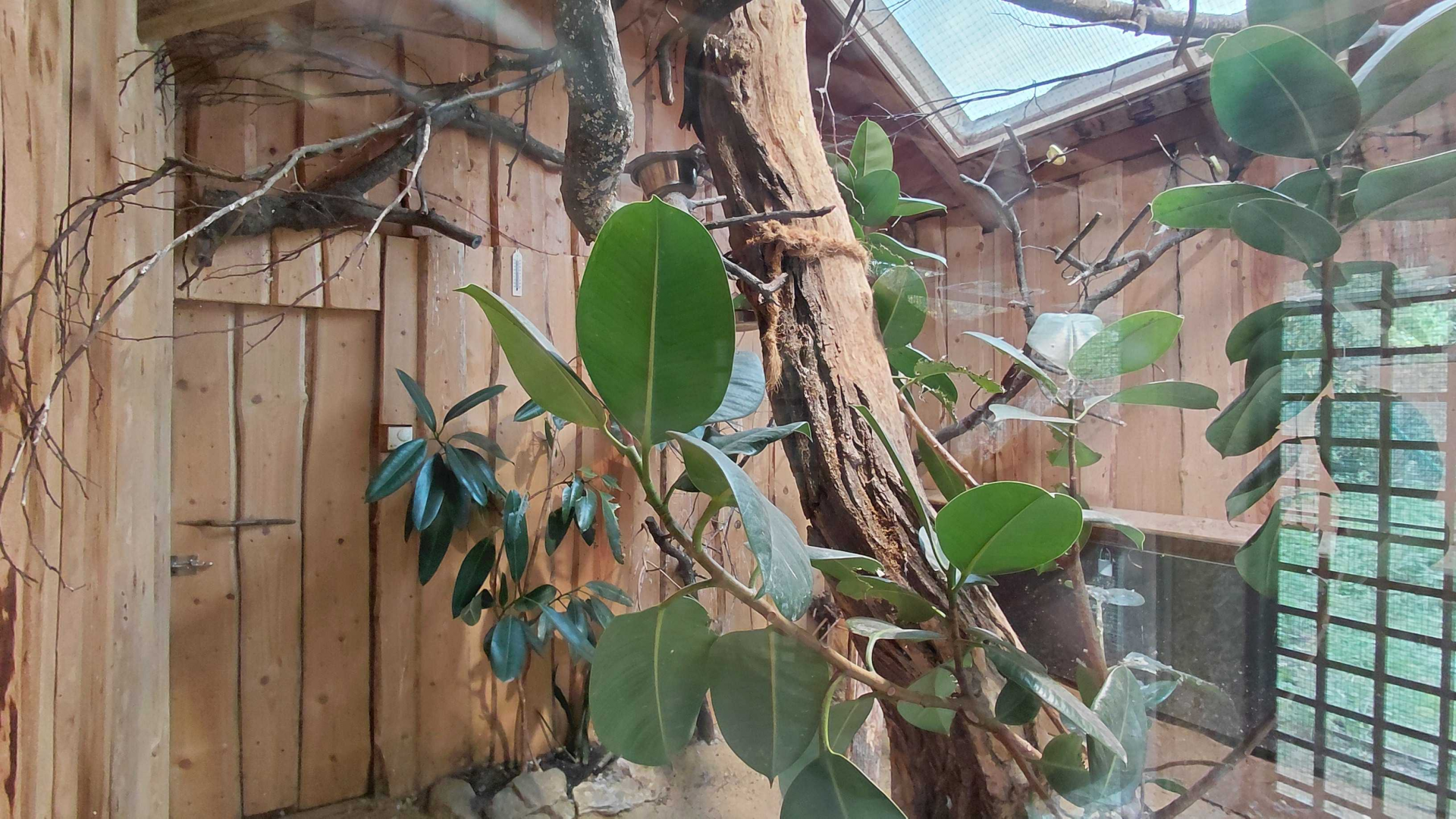 Bali myna exhibit