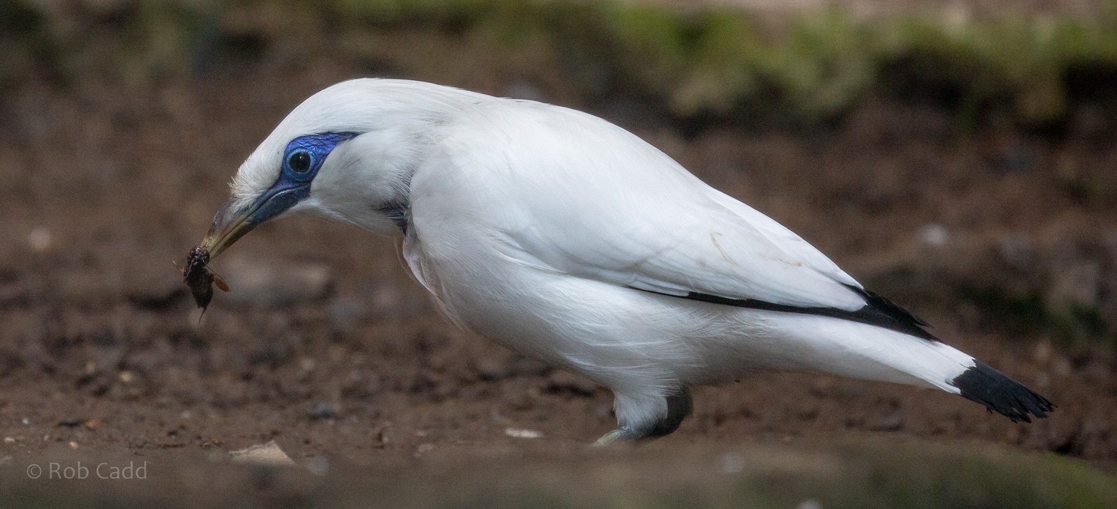 Bali myna : Exmoor Zoo : 16 Sep 2020